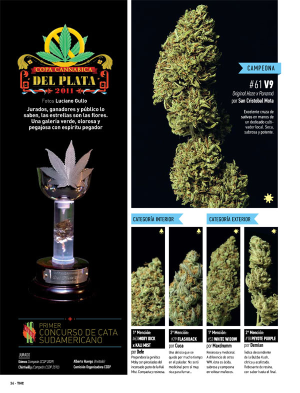 Repercuciones-THC-«2